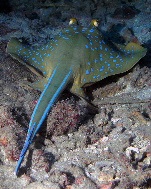 Blue-spotted stingray (Taeniura lymma), Pulau Redang, West Malaysia