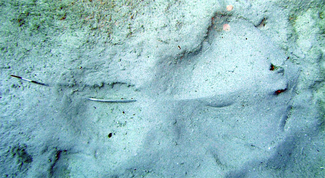 Stingray, Pulau Redang, West Malaysia