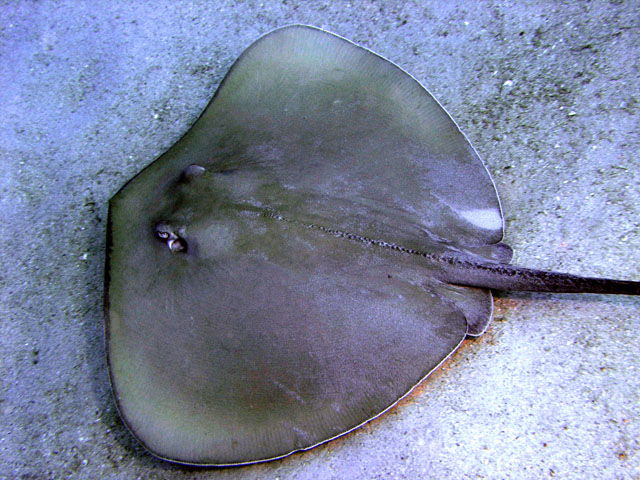 Stingray, Pulau Redang, West Malaysia