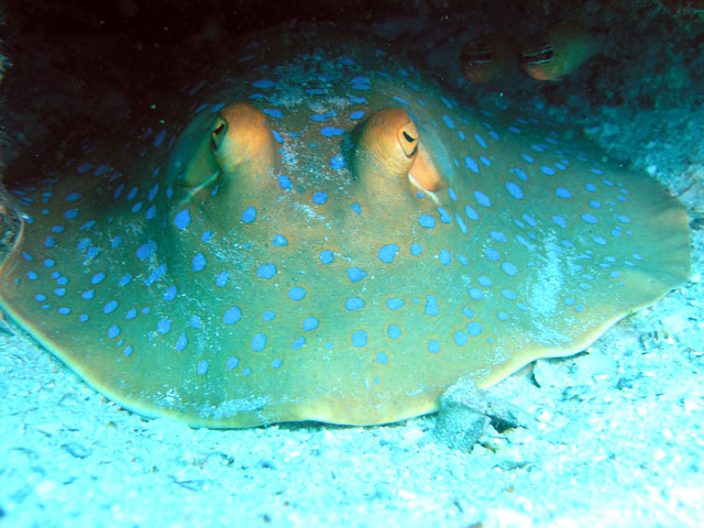 Blue-spotted stingray (Taeniura lymma), Pulau Redang, West Malaysia