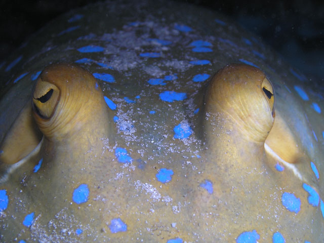 Blue-spotted stingray (Taeniura lymma), Pulau Redang, West Malaysia