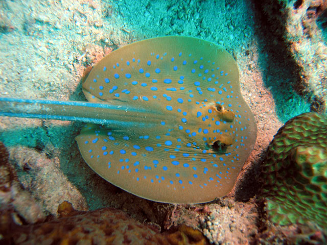 Blue-spotted stingray (Taeniura lymma), Pulau Tioman, West Malaysia