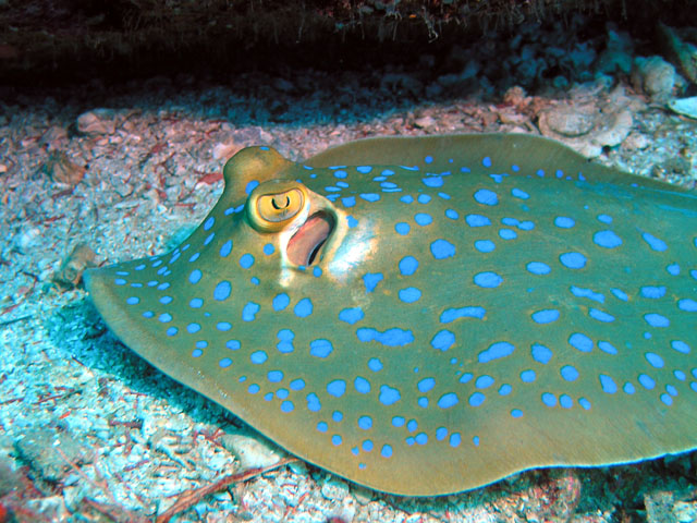 Blue-spotted stingray (Taeniura lymma), Pulau Tioman, West Malaysia