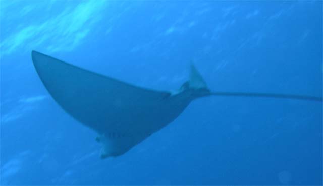 Spotted eagleray (Aetobatus narinari), Anambas, Indonesia