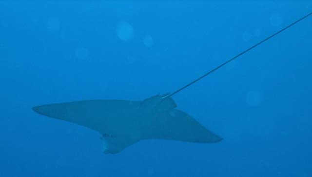 Spotted eagleray (Aetobatus narinari), Anambas, Indonesia