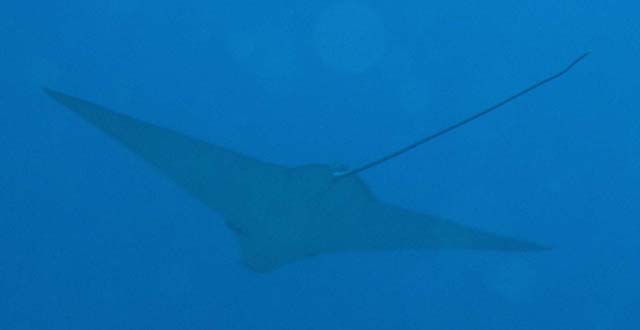 Spotted eagleray (Aetobatus narinari), Anambas, Indonesia