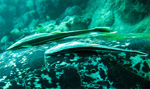 Sharksucker (Echeneis naucrates) on Green turtle (Chelonia mydas), Puerto Galera, Mindoro, Philippines