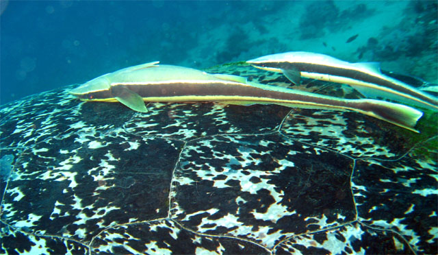 Sharksucker (Echeneis naucrates) on Green turtle (Chelonia mydas), Puerto Galera, Mindoro, Philippines