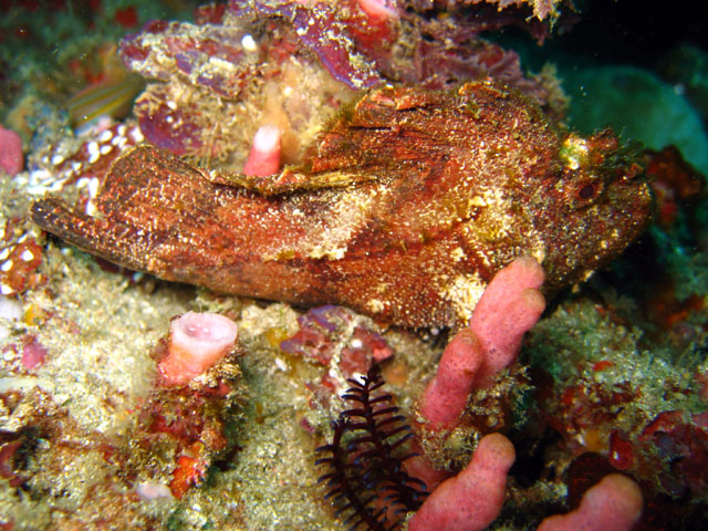 Leaf scorpionfish (Taenianotus triacanthus), Bali, Indonesia