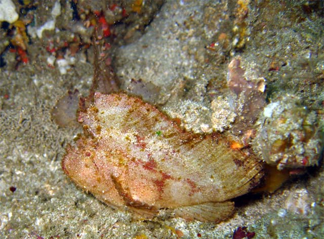 Leaf scorpionfish (Taenianotus triacanthus), Bali, Indonesia