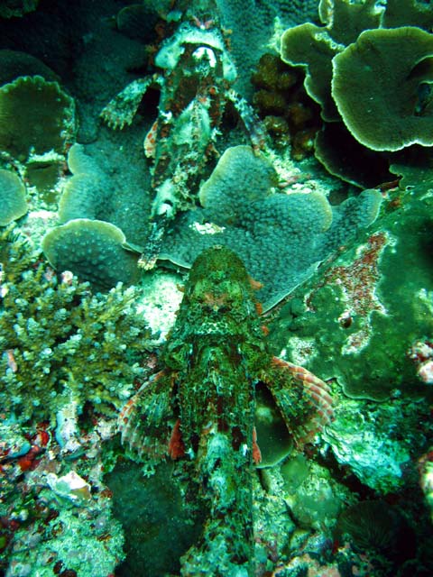 Tasseled scorpionfish (Scorpaenopsis oxycephala), Bali, Indonesia