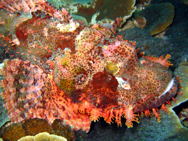 Tasseled scorpionfish (Scorpaenopsis oxycephala), Bali, Indonesia