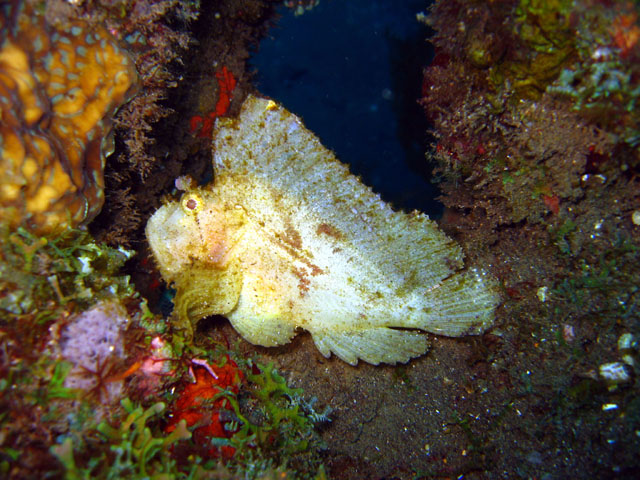 Leaf scorpionfish (Taenianotus triacanthus), Bali, Indonesia