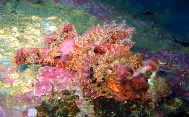 Tasseled scorpionfish (Scorpaenopsis oxycephala), Subic Bay, Philippines