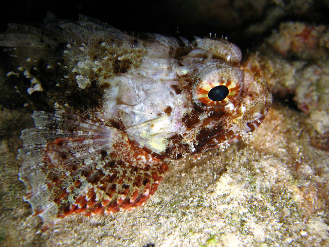 Painted scorpionfish (Parascorpaena picta), Pulau Badas, Indonesia