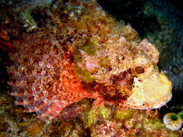 Tasseled scorpionfish (Scorpaenopsis oxycephala), Pulau Aur, West Malaysia