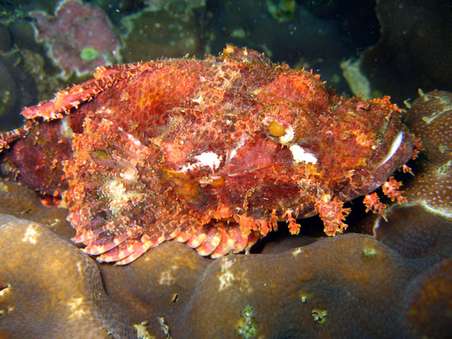 Tasseled scorpionfish (Scorpaenopsis oxycephala), Puerto Galera, Philippines