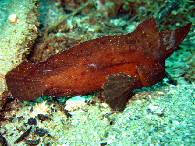 Leaffish or Spiny Waspfish (Ablabys macracanthus), Puerto Galera, Philippines