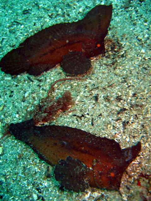 Leaffish or Spiny Waspfish (Ablabys macracanthus), Puerto Galera, Philippines