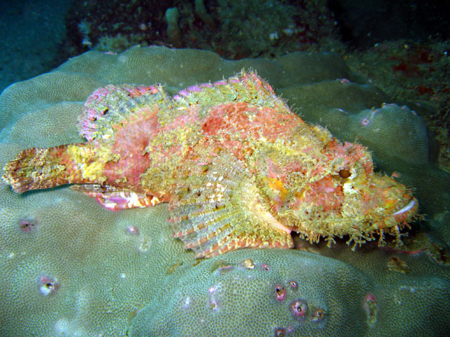 Tasseled scorpionfish (Scorpaenopsis oxycephala), Puerto Galera, Philippines