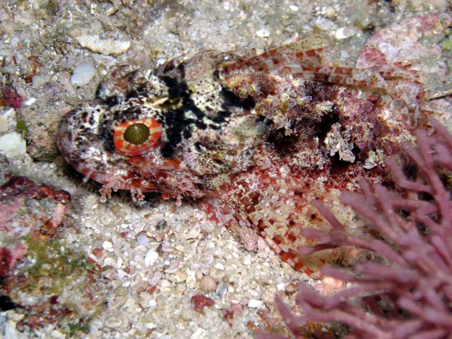 Painted scorpionfish (Parascorpaena picta), Pulau Aur, West Malaysia