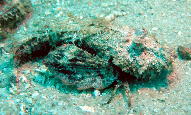 Spiny devilfish (Inimicus didactylus), Pulau Redang, West Malaysia