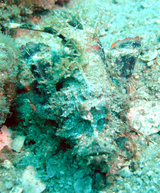 Spiny devilfish (Inimicus didactylus), Pulau Redang, West Malaysia