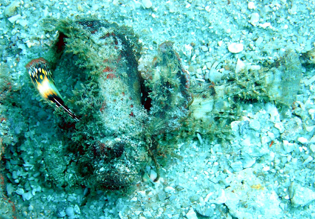 Spiny devilfish (Inimicus didactylus), Pulau Redang, West Malaysia