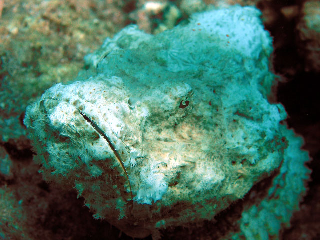 Devil Scorpionfish (Scorpaenopsis diabolus), Pulau Tioman, West Malaysia