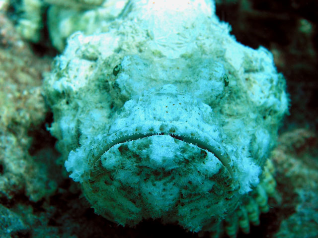 Devil Scorpionfish (Scorpaenopsis diabolus), Pulau Tioman, West Malaysia