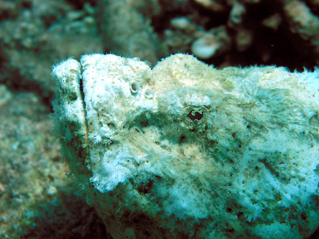 Devil Scorpionfish (Scorpaenopsis diabolus), Pulau Tioman, West Malaysia