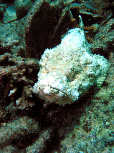 Devil Scorpionfish (Scorpaenopsis diabolus), Pulau Tioman, West Malaysia