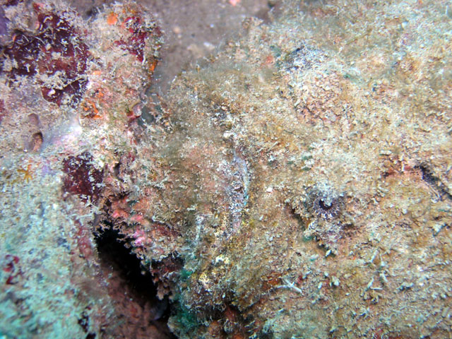 Reef stonefish (Synanceia verrucosa), Pulau Tioman, West Malaysia