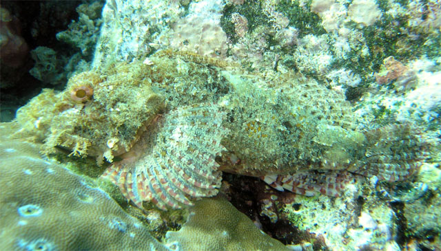 Tasseled scorpionfish (Scorpaenopsis oxycephala), Anilao, Batangas, Philippines