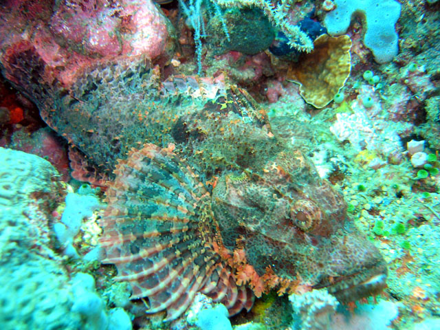 Tasseled scorpionfish (Scorpaenopsis oxycephala), Anilao, Batangas, Philippines