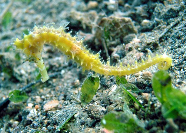 Thorny seahorse (Hippocampus hystrix), Anilao, Batangas, Philippines