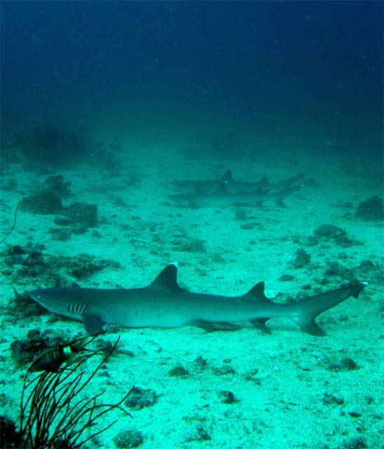 Whitetip reefshark (Triaenodon obesus), Candidasa, Bali, Indonesia