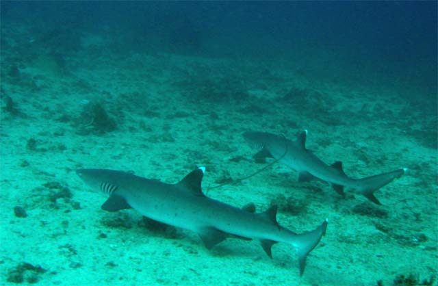 Whitetip reefsharks (Triaenodon obesus), Candidasa, Bali, Indonesia