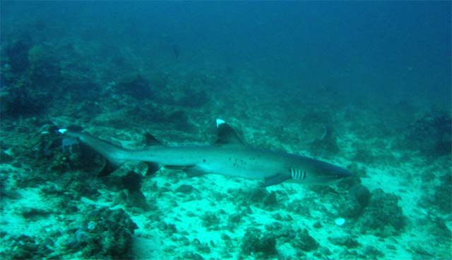 Whitetip reefshark (Triaenodon obesus), Candidasa, Bali, Indonesia