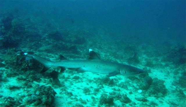 Whitetip reefshark (Triaenodon obesus), Candidasa, Bali, Indonesia