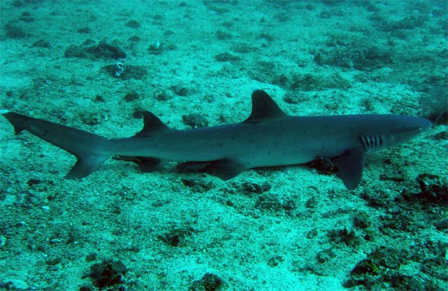 Whitetip reefshark (Triaenodon obesus), Candidasa, Bali, Indonesia