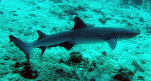 Whitetip reefshark (Triaenodon obesus), Candidasa, Bali, Indonesia