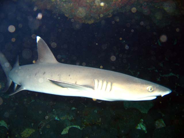 Whitetip reefshark (Triaenodon obesus), Candidasa, Bali, Indonesia