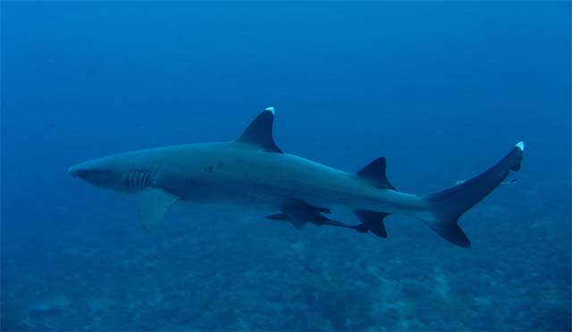 Whitetip reefshark (Triaenodon obesus), Amed, Bali, Indonesia