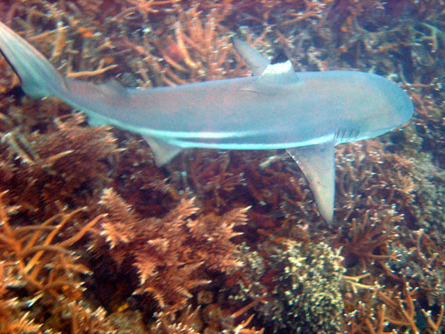 Blacktip reefshark (Carcharhinus melanopterus), Perhentian Islands, West Malaysia
