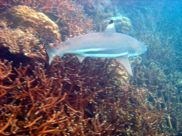 Blacktip reefshark (Carcharhinus melanopterus), Perhentian Islands, West Malaysia