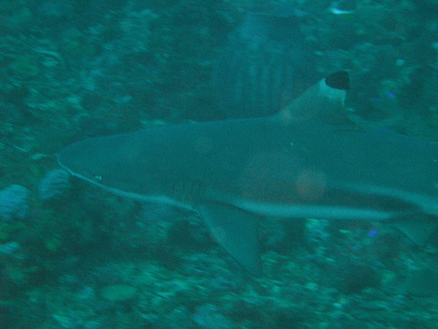 Blacktip reefshark (Carcharhinus melanopterus), Anilao, Batangas, Philippines