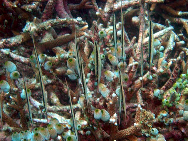 Razorfish (Aeoliscus strigatus), Pulau Aur, West Malaysia