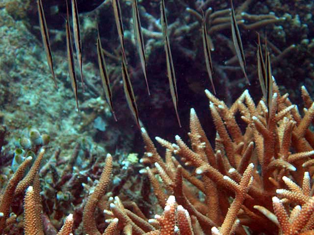 Razorfish (Aeoliscus strigatus), Pulau Aur, West Malaysia