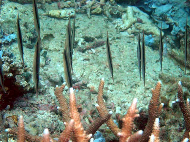 Razorfish (Aeoliscus strigatus), Pulau Aur, West Malaysia